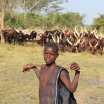 ankole long horned cattle