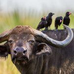 Buffalo in the savannah with birds on its back. Africa. Uganda