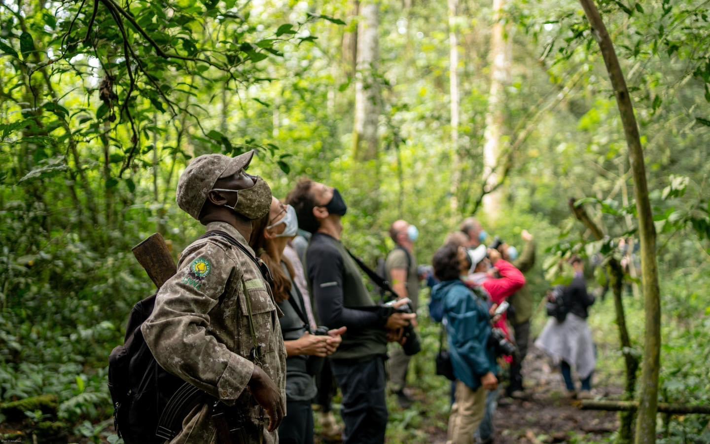 Chimpanzee tracking in Kibale Forest National Park.