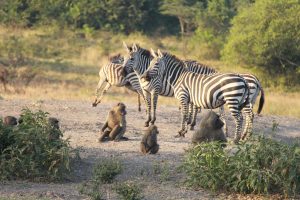 game drive in lake mburo national park