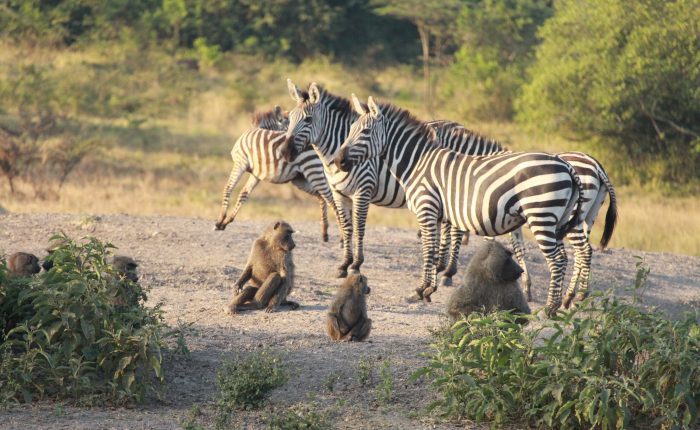 game drive in lake mburo national park