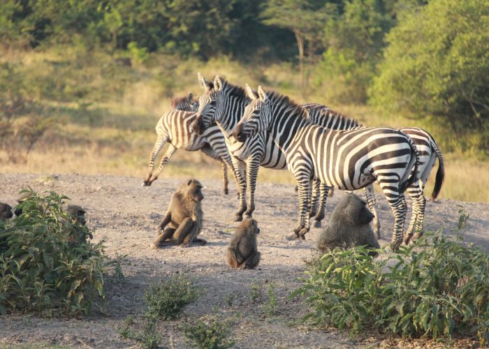 game drive in lake mburo national park