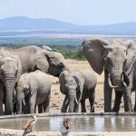 13 Days uganda safari